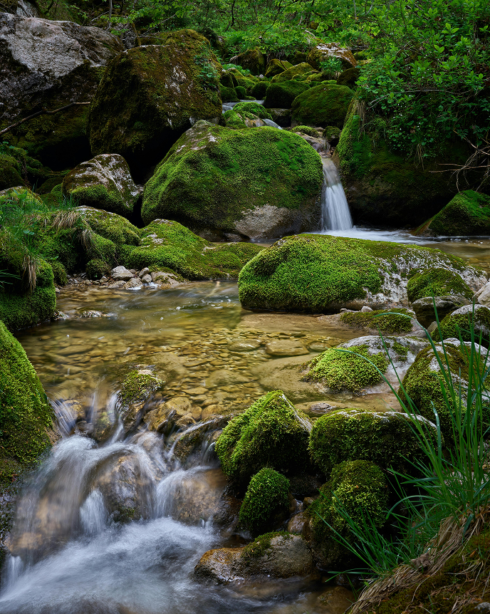 A green water spring in the middle of the forest